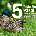5 Trivia Menarik Pasal Itik Yang Korang Perlu Tahu!